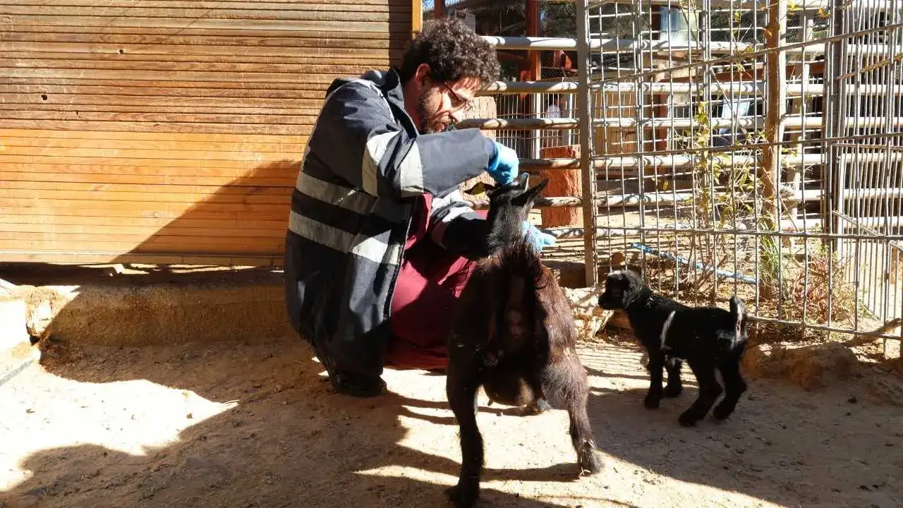 Antalya'da Lemurlar Sıcakta, Bukalemunlar Işıkta 6